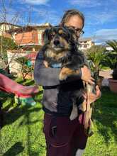 NERO, Hund, Mischlingshund in Italien - Bild 2