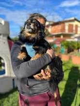 NERO, Hund, Mischlingshund in Italien - Bild 4