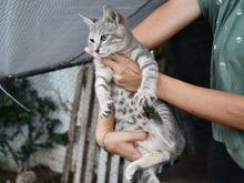 COCCO, Katze, Europäisch Kurzhaar in Ludwigshafen - Bild 2