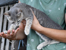 COCCO, Katze, Europäisch Kurzhaar in Ludwigshafen - Bild 3