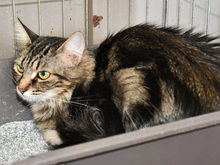 ASIA, Katze, Langhaarkatze-Mix in Glienicke - Bild 3