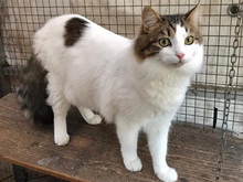 GABRIEL, Katze, Langhaarkatze-Mix in Berlin - Bild 3