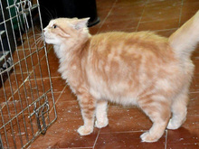 STELLA, Katze, Langhaarkatze-Mix in Neuenhagen - Bild 5