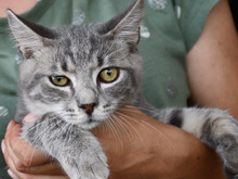 CIELO, Katze, Europäisch Kurzhaar in Hamburg - Bild 1