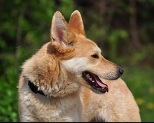 DARWIN, Hund, Mischlingshund in Slowakische Republik - Bild 13