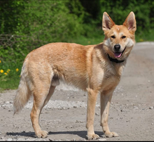 DARWIN, Hund, Mischlingshund in Slowakische Republik - Bild 16