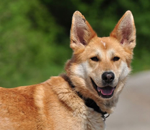 DARWIN, Hund, Mischlingshund in Slowakische Republik - Bild 17