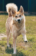 DARWIN, Hund, Mischlingshund in Slowakische Republik - Bild 2