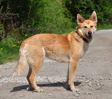 DARWIN, Hund, Mischlingshund in Slowakische Republik - Bild 20