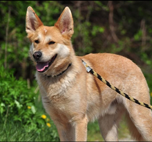 DARWIN, Hund, Mischlingshund in Slowakische Republik - Bild 23