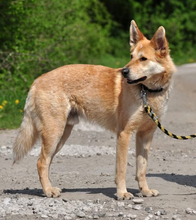 DARWIN, Hund, Mischlingshund in Slowakische Republik - Bild 24