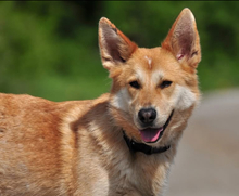 DARWIN, Hund, Mischlingshund in Slowakische Republik - Bild 25