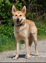 DARWIN, Hund, Mischlingshund in Slowakische Republik - Bild 26