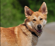 DARWIN, Hund, Mischlingshund in Slowakische Republik - Bild 28