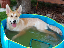 DARWIN, Hund, Mischlingshund in Slowakische Republik - Bild 5