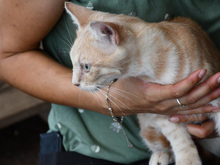 CRISTALLO, Katze, Europäisch Kurzhaar in Hamburg - Bild 4