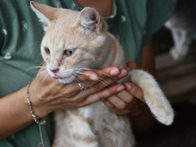 CRISTALLO, Katze, Europäisch Kurzhaar in Hamburg - Bild 5