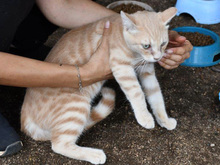 CRISTALLO, Katze, Europäisch Kurzhaar in Hamburg - Bild 6