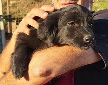 KIWI, Hund, Mischlingshund in Kroatien - Bild 3