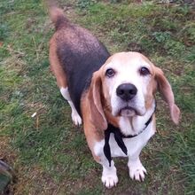 LOU, Hund, Beagle in Lutherstadt Wittenberg - Bild 1