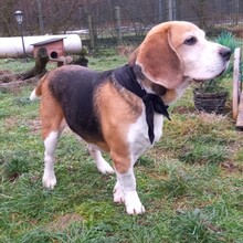 LOU, Hund, Beagle in Lutherstadt Wittenberg - Bild 2