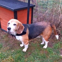 LOU, Hund, Beagle in Lutherstadt Wittenberg - Bild 3