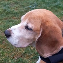 LOU, Hund, Beagle in Lutherstadt Wittenberg - Bild 4