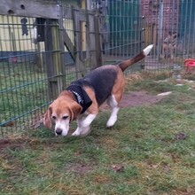 LOU, Hund, Beagle in Lutherstadt Wittenberg - Bild 5