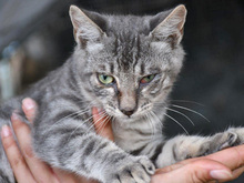 COCCOLINO, Katze, Europäisch Kurzhaar in Hamburg - Bild 1