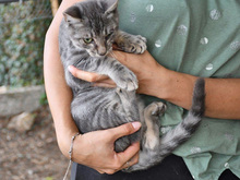 COCCOLINO, Katze, Europäisch Kurzhaar in Hamburg - Bild 6