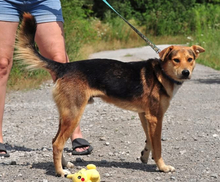 EMILS223, Hund, Mischlingshund in Slowakische Republik - Bild 3