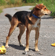 EMILS223, Hund, Mischlingshund in Slowakische Republik - Bild 4