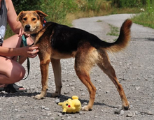 EMILS223, Hund, Mischlingshund in Slowakische Republik - Bild 6