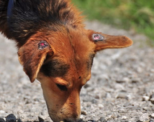 EMILS223, Hund, Mischlingshund in Slowakische Republik - Bild 7