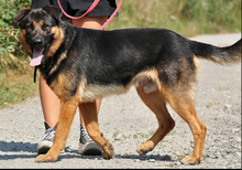 JERRYS212, Hund, Mischlingshund in Slowakische Republik - Bild 7