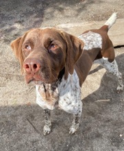 WOODY, Hund, Deutsch Kurzhaar in Spanien - Bild 1