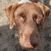 WOODY, Hund, Deutsch Kurzhaar in Spanien - Bild 2