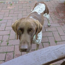 WOODY, Hund, Deutsch Kurzhaar in Warmsen - Bild 1