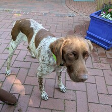 WOODY, Hund, Deutsch Kurzhaar in Warmsen - Bild 2