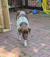WOODY, Hund, Deutsch Kurzhaar in Warmsen - Bild 4