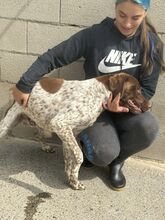 WOODY, Hund, Deutsch Kurzhaar in Warmsen - Bild 7