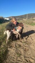 WOODY, Hund, Deutsch Kurzhaar in Warmsen - Bild 8