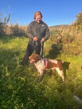 WOODY, Hund, Deutsch Kurzhaar in Warmsen - Bild 9