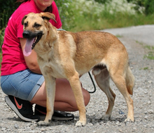 LOKYS229, Hund, Mischlingshund in Slowakische Republik - Bild 4