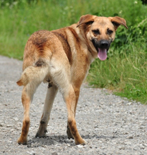 LOKYS229, Hund, Mischlingshund in Slowakische Republik - Bild 8