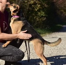 LINNET, Hund, Mischlingshund in Slowakische Republik - Bild 13