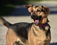 LINNET, Hund, Mischlingshund in Slowakische Republik - Bild 14