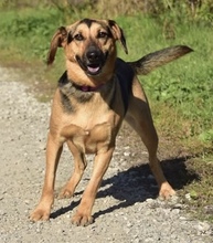 LINNET, Hund, Mischlingshund in Slowakische Republik - Bild 15