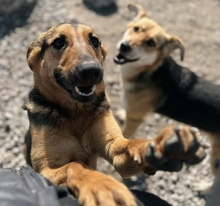 LINNET, Hund, Mischlingshund in Slowakische Republik - Bild 2