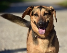 LINNET, Hund, Mischlingshund in Slowakische Republik - Bild 4